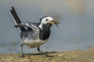 White Wagtail (Motacilla alba), Schleswig-Holstein, Germany