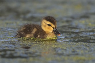 Mallard (Anas platyrhynchos) chick, British Columbia, Canada