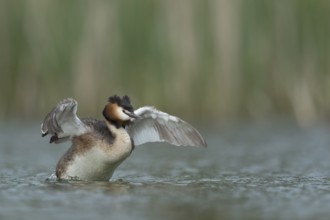 Great Crested Grebe (Podiceps cristatus) flapping, North Rhine-Westphalia, Germany