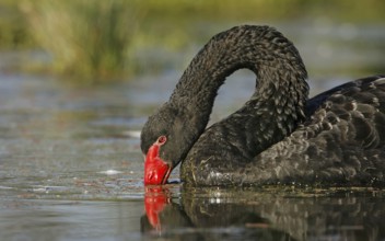 Black Swan (Cygnus atratus), Victoria, Australia