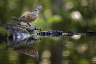European Turtle Dove (Streptopelia turtur) at waterhole, Hungary