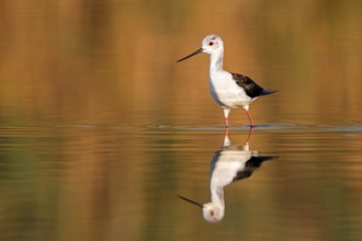 Black-winged Stilt (Himantopus himantopus), juvenile, Spain