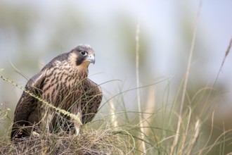 Peregrine Falcon (Falco peregrinus) juvenile, Madrid, Spain