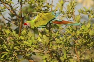 Military Macaw Ara militaris El Tuito, Jalisco, Mexico 9 June Adult Psittacidae