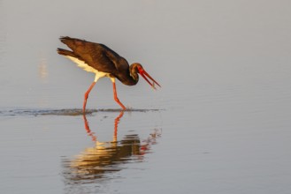 Black Stork (Ciconia nigra) foraging, Lesvos, Greece
