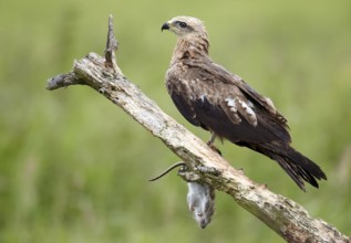 Black Kite (Milvus migrans) juvenile, Mecklenburg-Western Pomerania, Germany