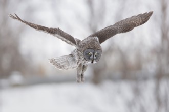 Great Grey Owl (Strix nebulosa) flying, Quebec, Canada