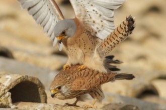 Lesser Kestrel (Falco naumanni), pair mating, Castile-La Mancha