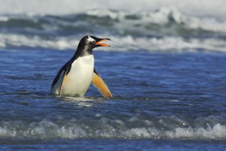 Bird in the blue waves. Gentoo penguin, water bird jumps out of the blue water while swimming