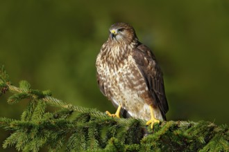 Common Buzzard, Buteo buteo, sitting on coniferous spruce tree branch. Bird hidden in the tree in
