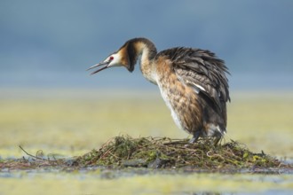 Great Crested Grebe (Podiceps cristatus) shaking its feathers, Piedmont, Italy