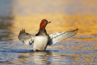 Common Pochard (Aythya ferina) male flapping wings, Austria