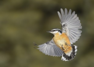 Red-breasted Nuthatch (Sitta canadensis) flying, Alaska, USA