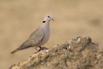 Vinaceous Dove (Streptopelia vinacea), Gambia