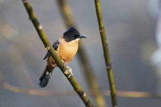 Rufous Sibia (Heterophasia capistrata bayleyi) perched on a branch, Paro, Bhutan