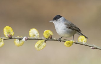 Eurasian Blackcap (Sylvia atricapilla) male perched in flowering willow tree, Aosta Valley, Italy