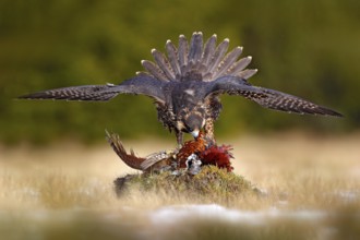 Falcon with caught kill Pheasant. Beautiful bird of prey feeding on killed big bird on the green