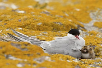 Arctic Tern (Sterna paradisaea) with chick, Farne Islands, United Kingdom