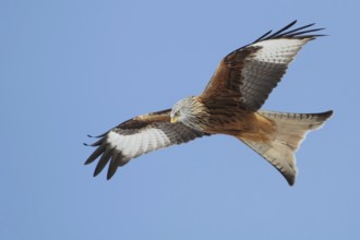 Red Kite (Milvus milvus) flying, Saxony, Germany