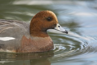 Eurasian Wigeon (Mareca penelope) male, Arizona, USA
