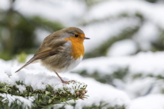 European Robin (Erithacus rubecula) on snow, Mecklenburg-Western Pomerania, Germany