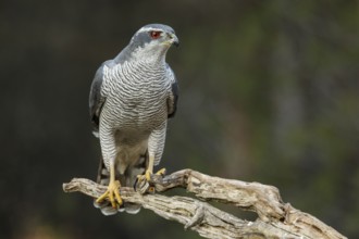 Northern Goshawk (Accipiter gentilis), adult male, Castile and Leon, Spain