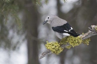 Clark's Nutcracker (Nucifraga columbiana) perched on a branch, Wyoming, USA