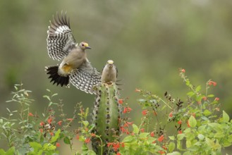 Golden-fronted Woodpecker (Melanerpes aurifrons) male approaching an cactus, Texas, USA