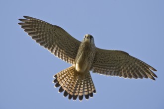 Common Kestrel (Falco tinnunculus) female flying, Saxony, Germany