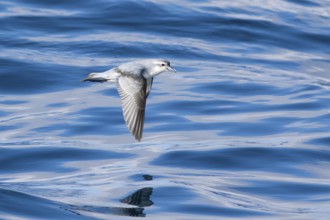 Fairy Prion (Pachyptila turtur) flying, Victoria, Australia
