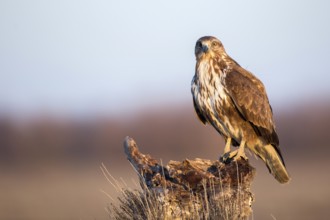 Common Buzzard (Buteo buteo) perched on a stump, Castile-La Mancha, Spain