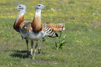 Great Bustard (Otis tarda), Extremadura, Spain