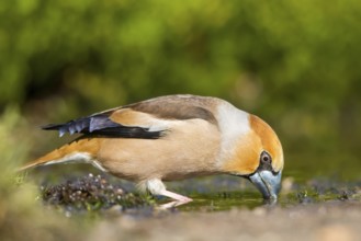 Hawfinch (Coccothraustes coccothraustes) male drinking at a waterhole, Netherlands