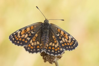 Meadow Fritillary (Melitaea parthenoides), female butterfly resting on flower, Baden-Wuerttemberg,