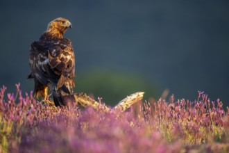 Golden Eagle (Aquila chrysaetos) amongst flowers, Madrid, Spain