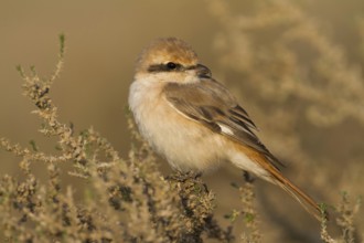 Isabelline Shrike (Lanius isabellinus) male, Oman