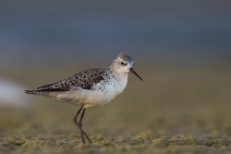 Marsh Sandpiper (Tringa stagnatilis), Oman