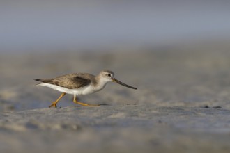 Terek Sandpiper (Xenus cinereus), Oman