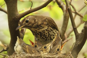 Song Thrush (Turdus philomelos) chick, Lower Saxony, Germany