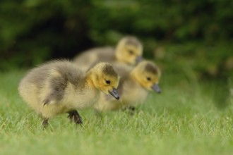 Canada Goose (Branta canadensis) chick, North Rhine-Westphalia, Germany