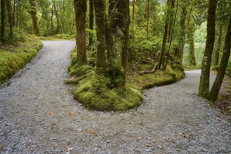 A fork in the road splits in two directions, surrounded by dense, moss-covered forests, summer,