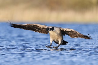 Canada goose (Branta canadensis) landing in the water, North Rhine-Westphalia, Germany