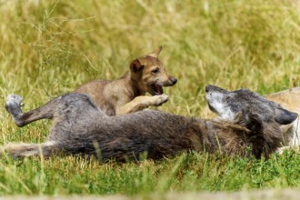 A wolf pup playfully jumps on a lying wolf on a green meadow, Timberwolf, wolf, American wolf,