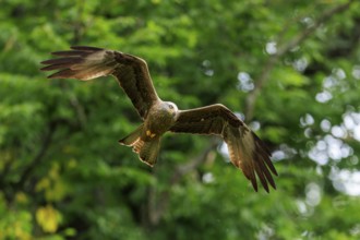 A bird of prey flies through green foliage in the wild, Red Kite, (Milvus milvus) wildlife, Germany