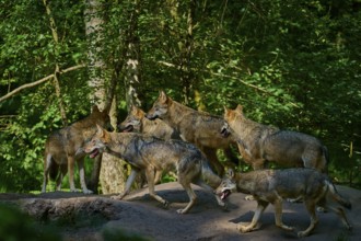 A group of wolves moving through a sunlit forest, wolf (Canis lupus), summer, Germany