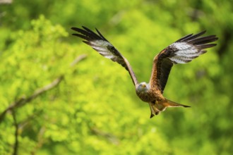 Red kite (Milvus milvus) flying in a forest in early summer, Bavaria, Germany