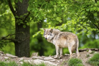 Eastern wolf (Canis lupus lycaon) standing on a little hill, Bavaria, Germany