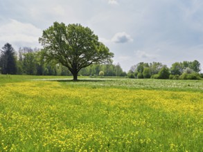 English oak (Quercus robur), in meadow of flowering buttercup, Freiamt, Canton Aargau, Switzerland