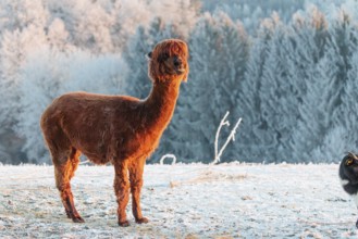 A brown alpaca (Vicugna pacos) stands in the early morning light on a frozen meadow in hilly
