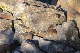 Rock hyrax (Procavia capensis), group on rocks in the evening light, Mpumalanga, South Africa